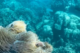 Provincia de Khanh Hoa trabaja por preservar los ecosistemas marinos