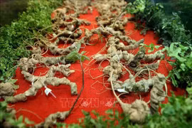 Presidente vietnamita insta a promover ginseng Ngoc Linh en marca nacional