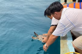 Liberan al mar ejemplar de tortuga carey en Libro Rojo de Vietnam
