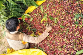 Café vietnamita conquista a los consumidores japoneses