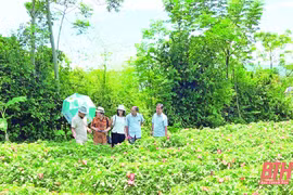 Provincia vietnamita de Thanh Hoa busca desarrollar productos agrícolas