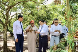 Impulsan promoción de longan vietnamita entre cuerpos diplomáticos 