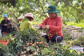 Ba Ria- Vung Tau promueve construcción de nueva ruralidad 