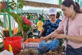 Organizan en provincia vietnamita de Quang Nam Festival del Gingseng Ngoc Linh