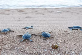 Parque Nacional vietnamita de Con Dao libera miles de tortugas bebés al mar