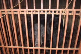 Buscan poner fin a la crianza ilegal de osos en Hanoi