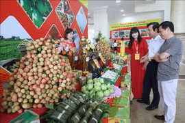 Buscan promover consumo de lichi de Bac Giang en Vietnam y el extranjero