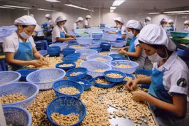 Aprovechan beneficios del EVFTA para exportación de anacardo vietnamita a Francia