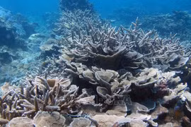 Vietnam se esfuerza por fortalecer conservación de biodiversidad marina 