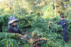 Pronostican crecimiento sostenido del precio del café vietnamita