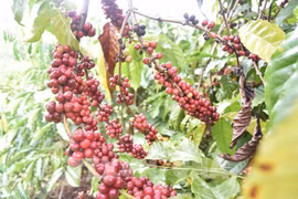 Debatirán oportunidades para exportaciones de café vietnamita a África