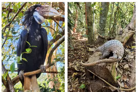 Liberan en bosques naturales 14 especies raras de vida silvestre 