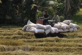 Aumenta producción de arroz de Vietnam en 2021