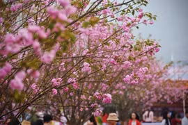 Lang Son organizará Festival de la Flor del Durazno en saludo al Tet 2023