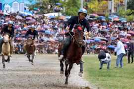 Buscan promover valores de carrera de caballos en provincia vietnamita