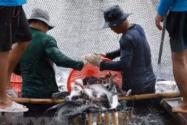 Exportaciones de pescado Tra de Vietnam a la ASEAN registran crecimiento espectacular 