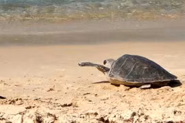  Liberan en hábitat marítimo de Vietnam a especie de tortuga marina rara 