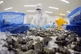 Exportaciones de langostino tigre procesado de Vietnam a Japón aumentan fuertemente