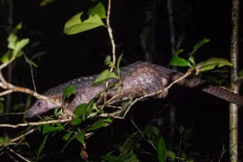 Parque Nacional Cuc Phuong recibe dos animales en el Libro Rojo de Vietnam 