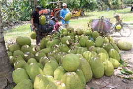 Productos agrícolas vietnamitas buscan conquistar Países Bajos y Europa del Norte