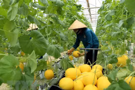 Ciudad vietnamita de Can Tho patentiza bienvenida a inversiones neerlandesas