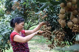 Exportan primer lote de longan vietnamita de Son Thuy a Europa