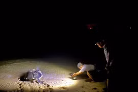 Tortugas marinas en playa de Con Dao reciben asistencia de orgullosas “parteras”