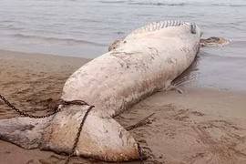 Detectan cadáver de ballena de más de 10 toneladas varado en playa vietnamita
