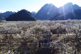 Meseta de Moc Chau en Vietnam: una opción atractiva para turistas 