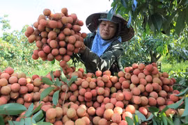Provincia vietnamita de Hai Duong promueve exportación de lichi Thanh Ha