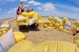 Vietnam busca 50 mil millones de dólares en exportación agrícola en 2022