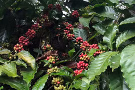 España, mercado potencial para café vietnamita