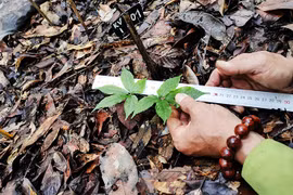  Despliegan cultivo piloto de ginseng de Ngoc Linh en Reserva Natural de Hon Ba