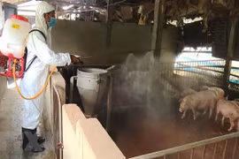 Tailandia detecta por primera vez infección de peste porcina africana