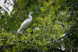 Refuerzan protección de la biodiversidad en Vietnam