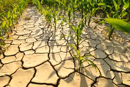 Vietnam aprueba estrategia nacional de cambio climático al 2050