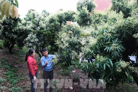 Provincia de Bac Giang apunta a desarrollar productos agrícolas claves