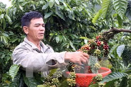 Vietnam posee oportunidades para exportar café a Estados Unidos 