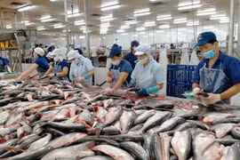 Exportaciones de pescado Tra alcanzarán este año ingresos récords