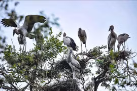 Vietnam, uno de los países pioneros en preservación de biodiversidad en Asia-Pacífico, según WWF