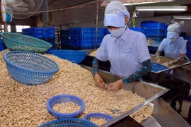 Reciben apoyo empresas exportadoras de anacardo vietnamita