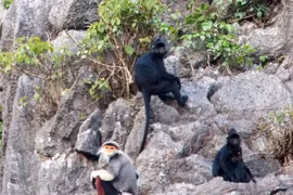 Descubren especies de primates raros en provincia vietnamita