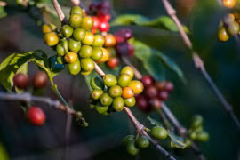 Vietnam mejora calidad del café para expandir exportaciones a Europa