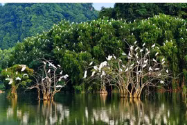 Provincia vietnamita de Ben Tre intensifica esfuerzos por conservar aves silvestres