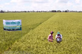 Can Tho desea cooperar con Corea del Sur en logística y agricultura de alta tecnología