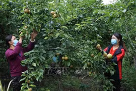 Vietnam por cumplir meta de reducción sostenible de la pobreza
