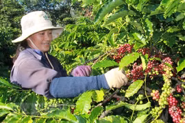 Amplio margen para la exportación de café vietnamita a Argelia