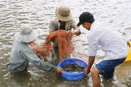 Ben Tre apunta a ganar 1,2 mil millones de dólares de exportaciones de camarones para 2025