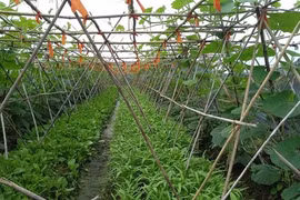 Provincia de Bac Giang se esfuerza por mejorar el valor del sector agrícola