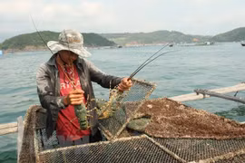 Comuna insular de Cam Binh, centro del cultivo de langostas en provincia de Khanh Hoa